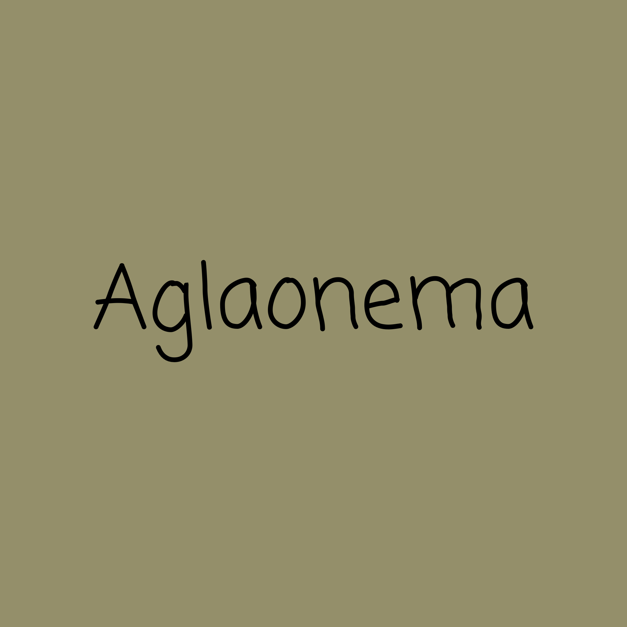 Aglaonema