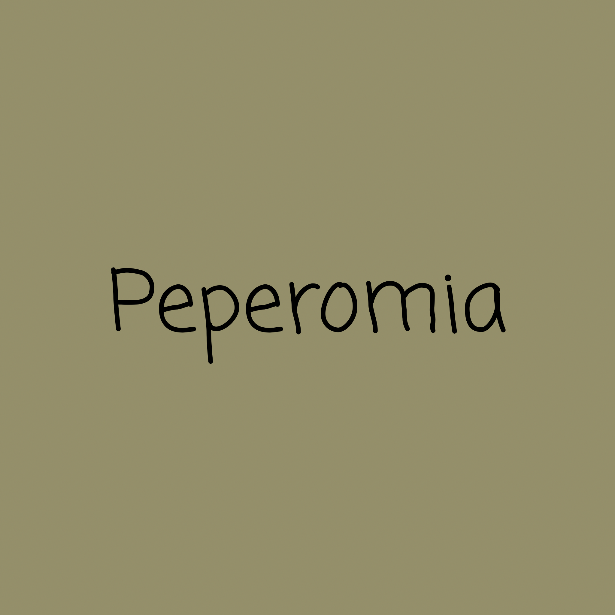 Peperomia