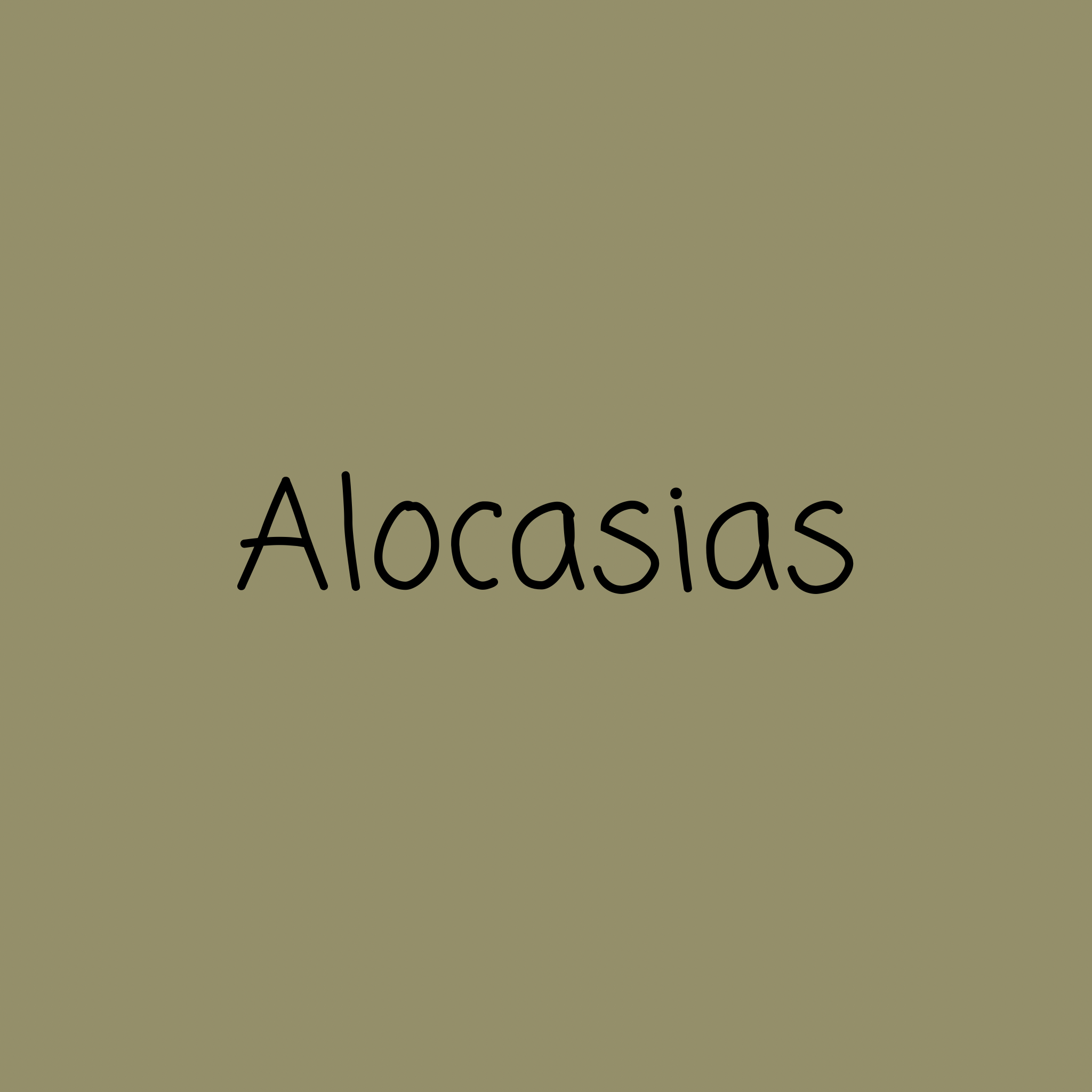 Alocasia