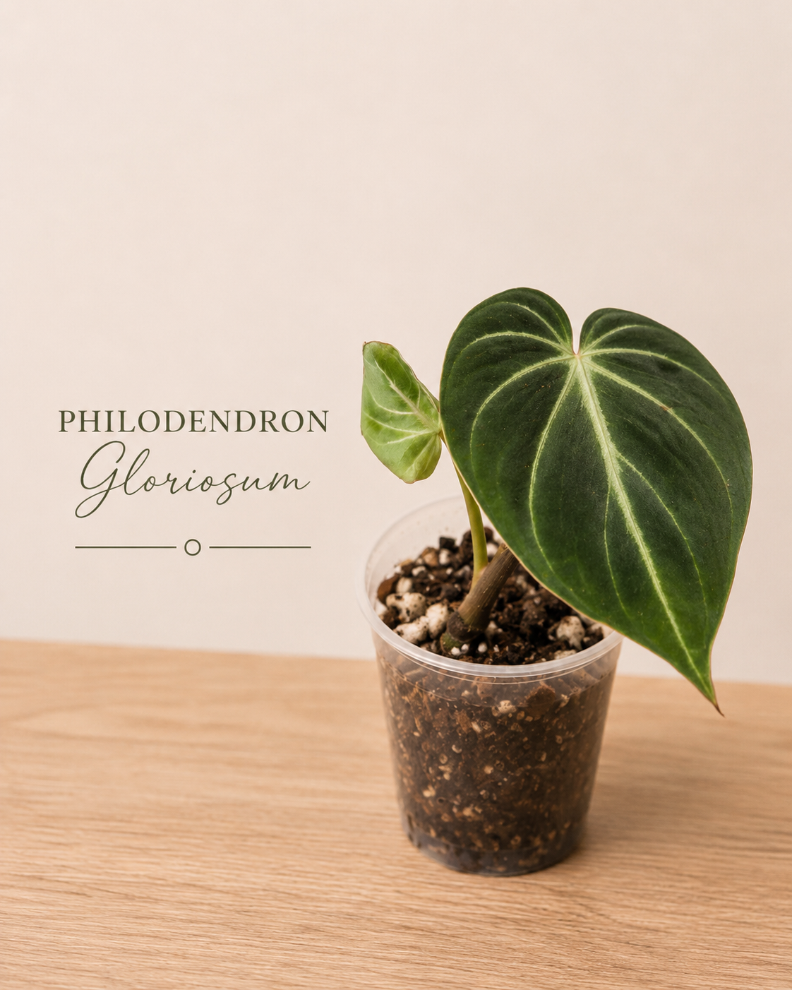 Philodendron Gloriosum