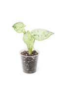 Alocasia Blizzard