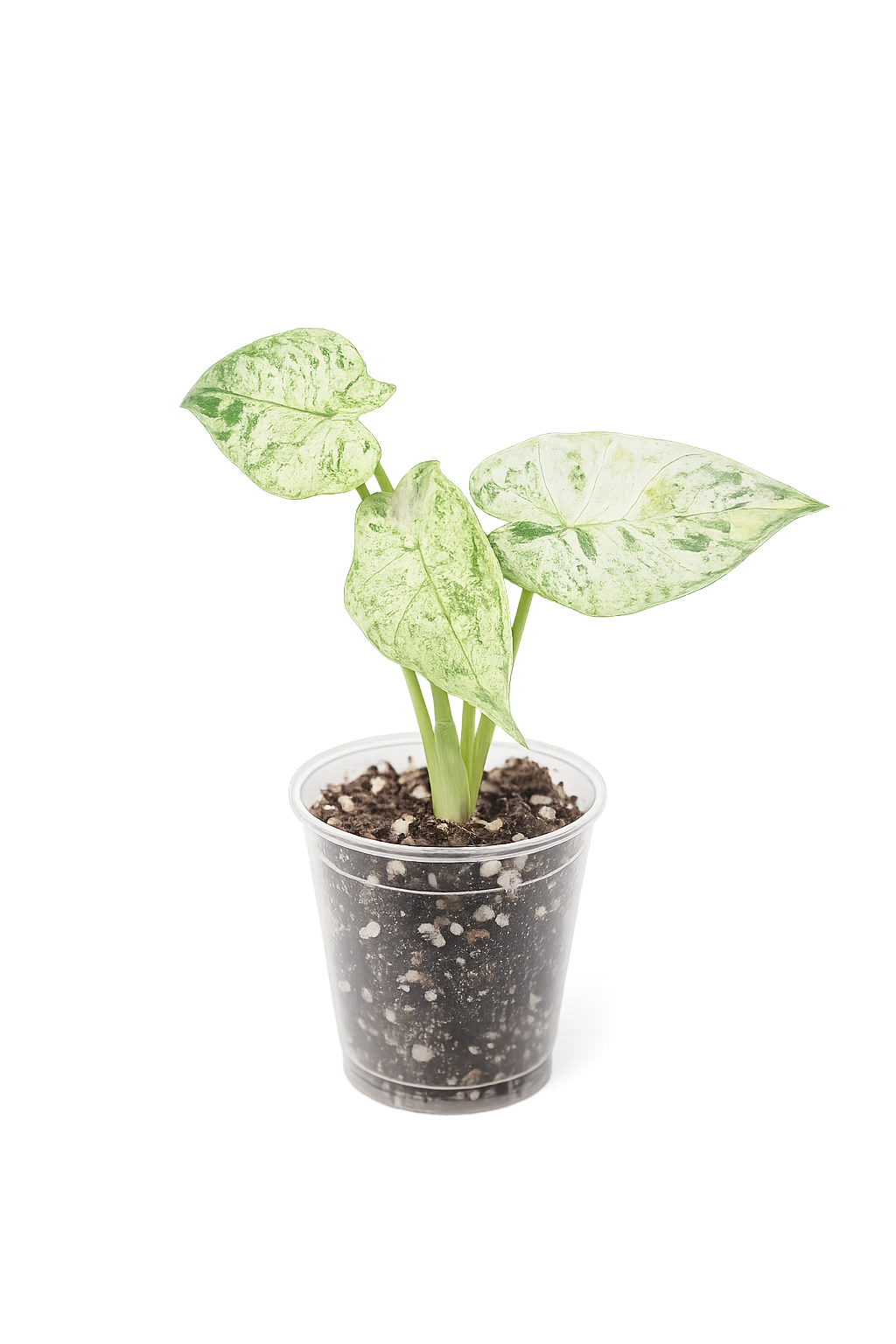 Alocasia Blizzard