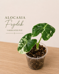Variegated Alocasia Frydek Pup