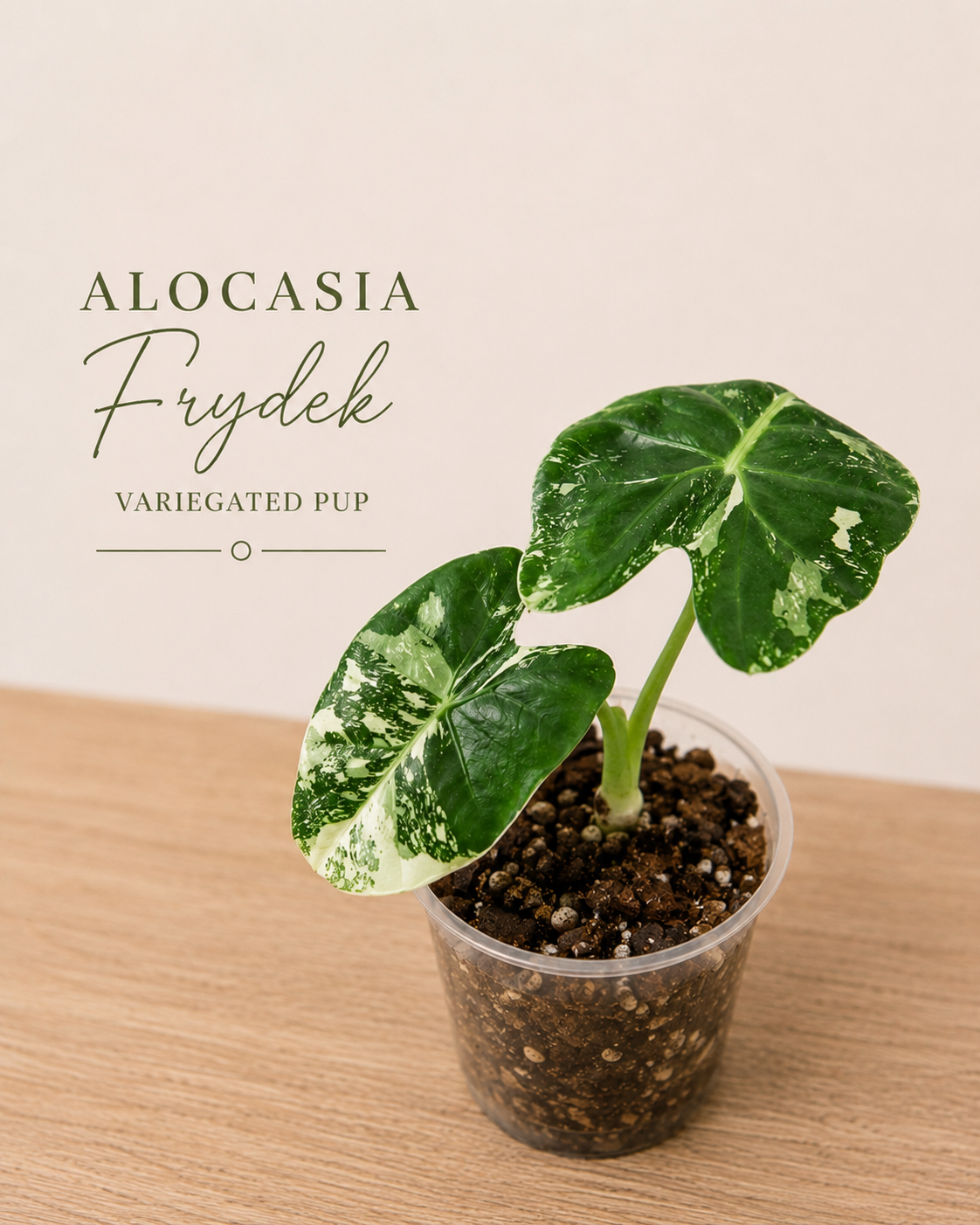 Variegated Alocasia Frydek Pup
