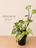 Sygonium Batik