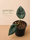 Alocasia Dragon Moon