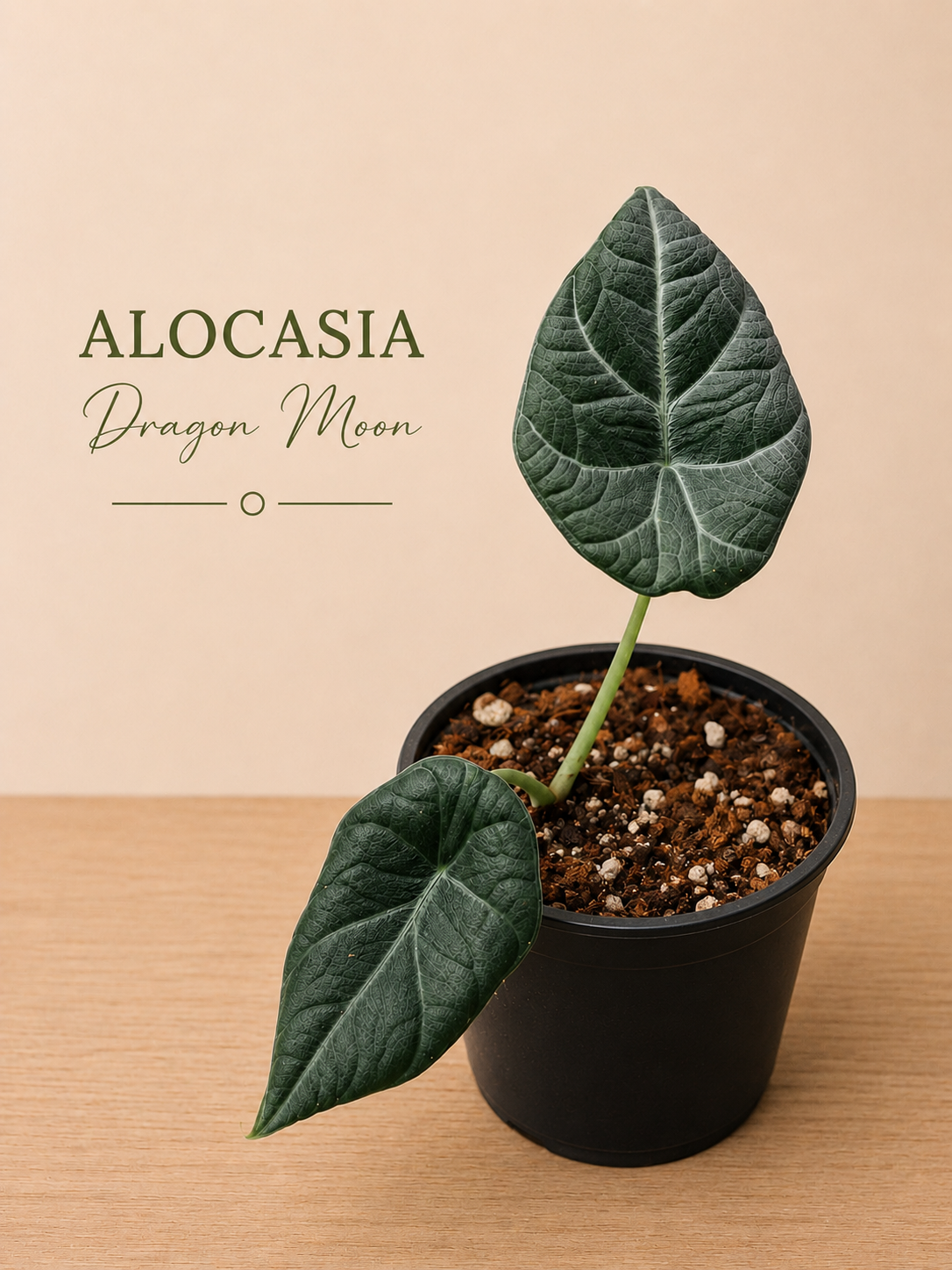 Alocasia Dragon Moon