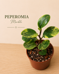 Peperomia Marble