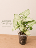 Sygonium White Butterfly