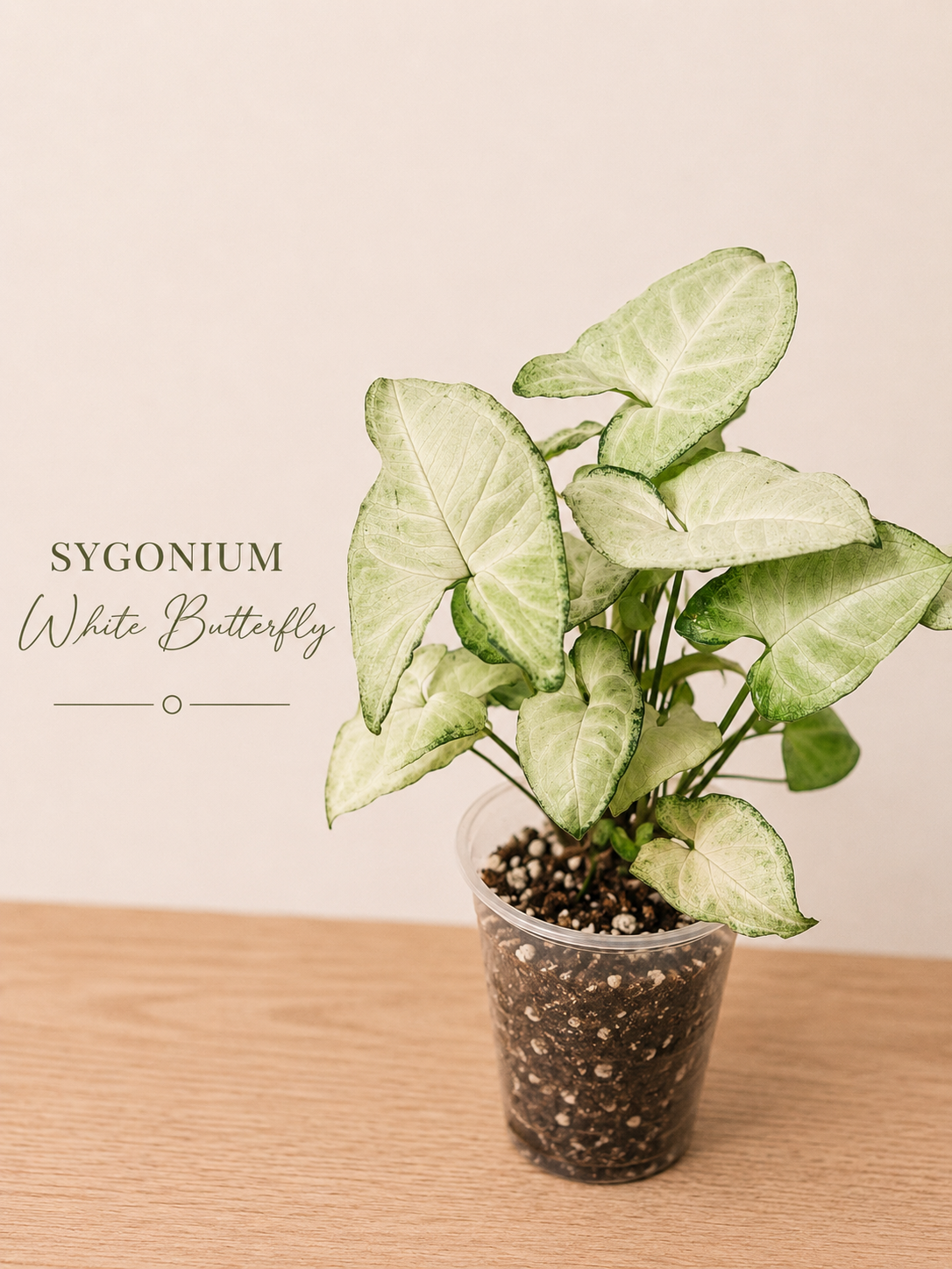 Sygonium White Butterfly