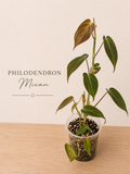 Philodendron Mican