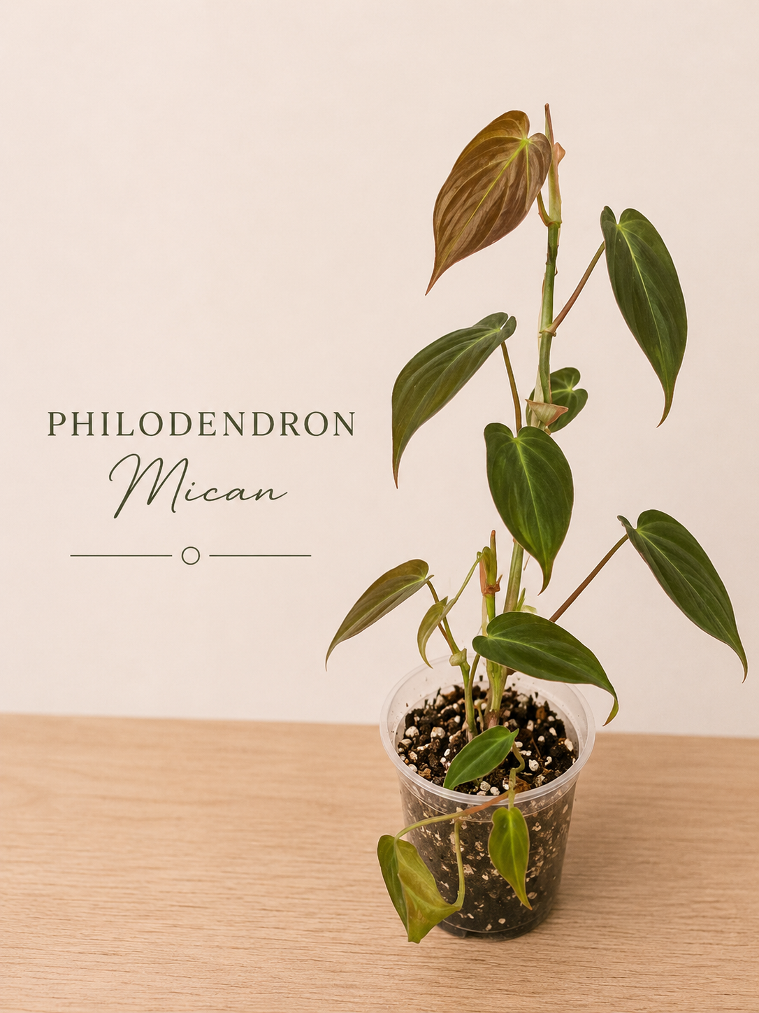 Philodendron Mican