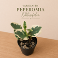 Variegated Peperomia Obtusifolia